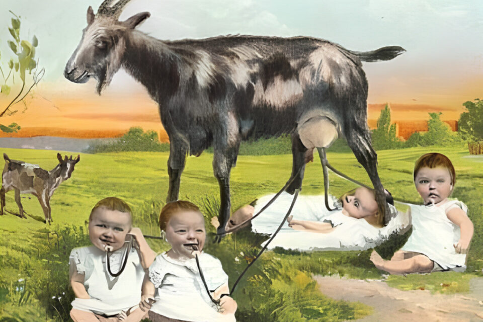 Nourrice &agrave; la ch&egrave;vre est une pratique ancienne qui va progressivement dispara&icirc;tre fin 19 eme siecle.